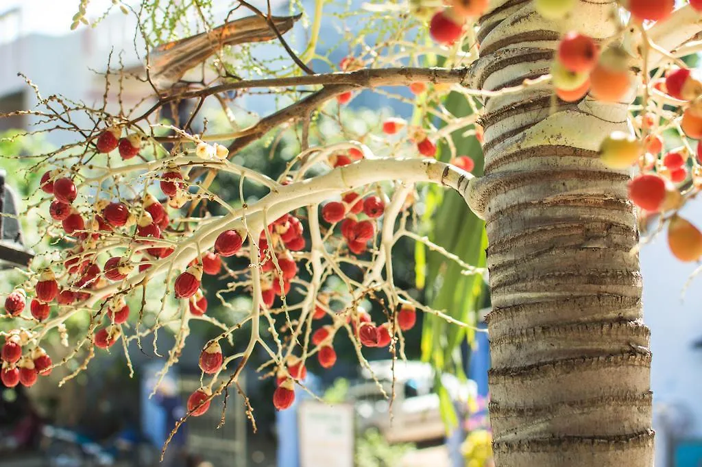 Areca Homestay Hoi An